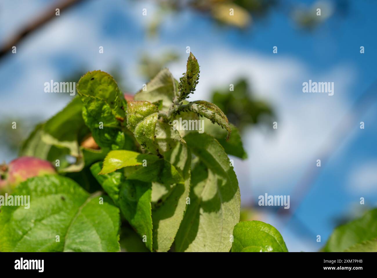 Eine gründliche Untersuchung der Blätter des Apfelbaums auf Schäden an Blattläusen bei natürlichem Licht im Garten. Das Konzept der Schädlingsbekämpfung in der Landwirtschaft Stockfoto