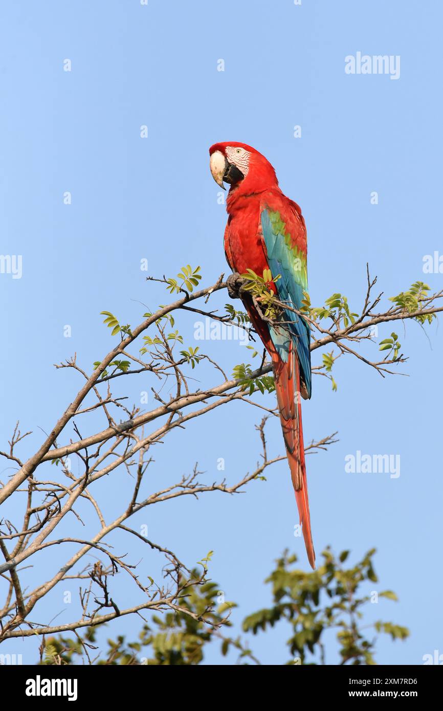 Rot-grüner Ara (Ara chloropterus), der in einem Baum thront Stockfoto