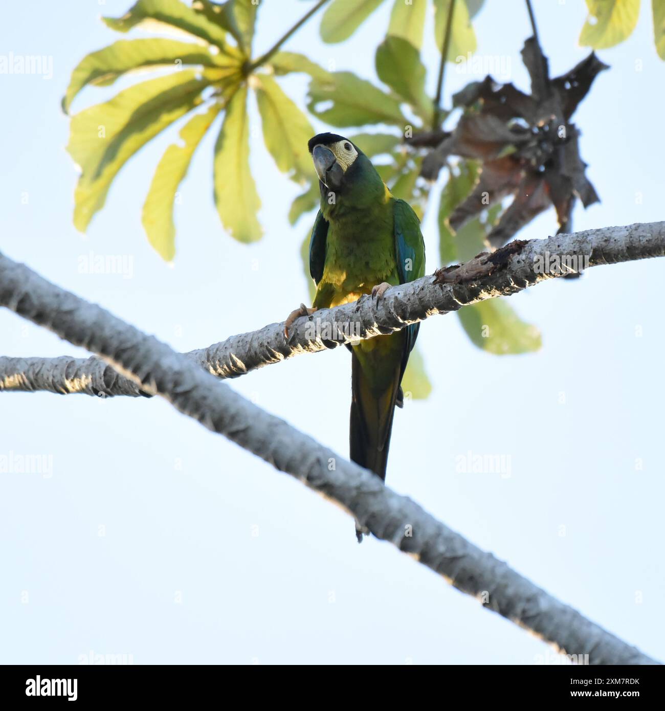 Goldaras (Primolius auricollis) mit charakteristischem goldgelbem Kragen am Hinterhals Stockfoto