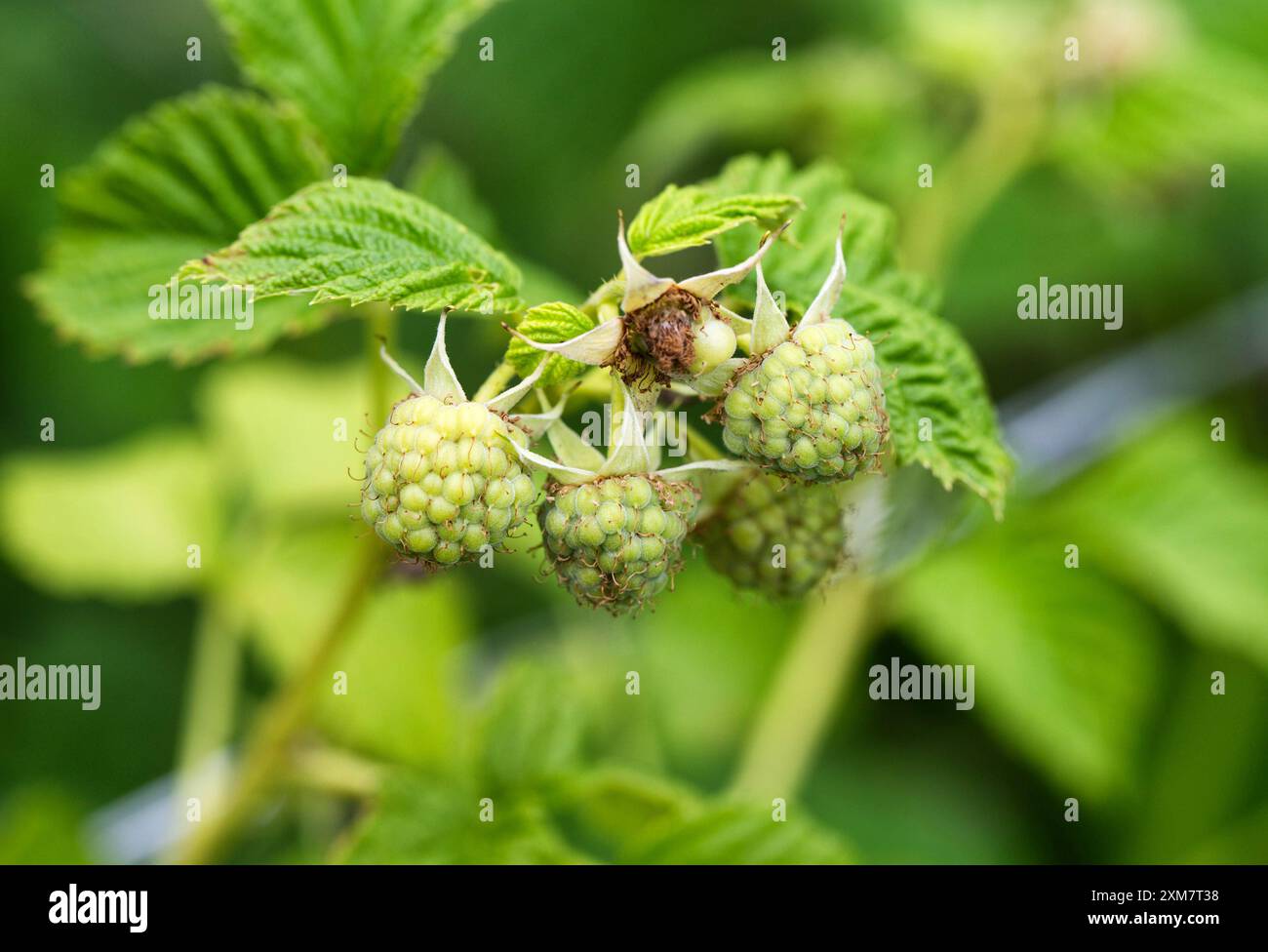Reifen von Himbeeren an einem Büschen im Garten. Produktivität und Vielfalt der Himbeeren, Früchte. Stockfoto