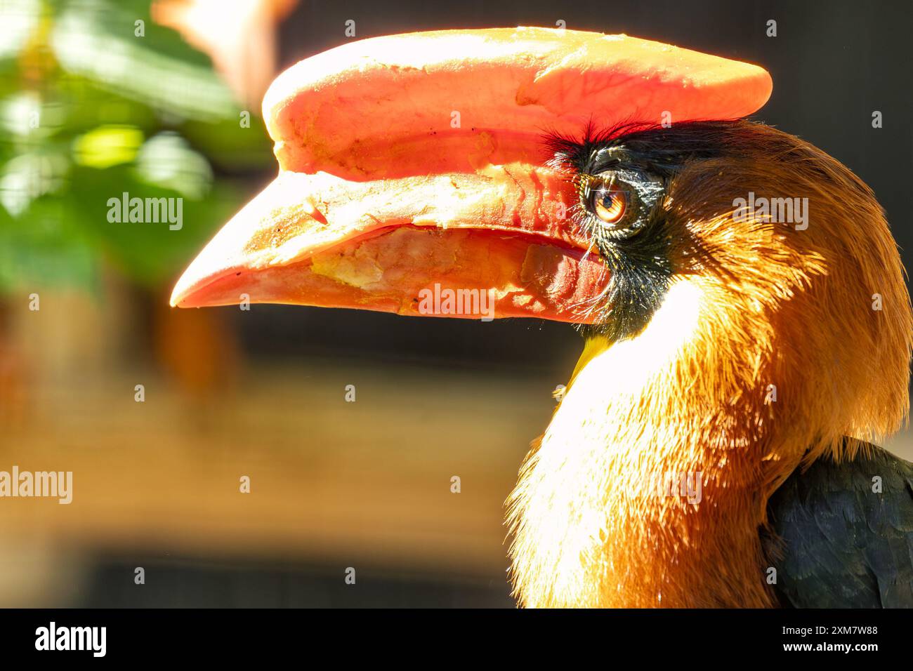 Der Nördliche Rufous-Nashornvogel, der in Südostasien beheimatet ist, hat ein markantes, schwarzes Gefieder. Dieser große Vogel ernährt sich hauptsächlich von Früchten und Insekten Stockfoto