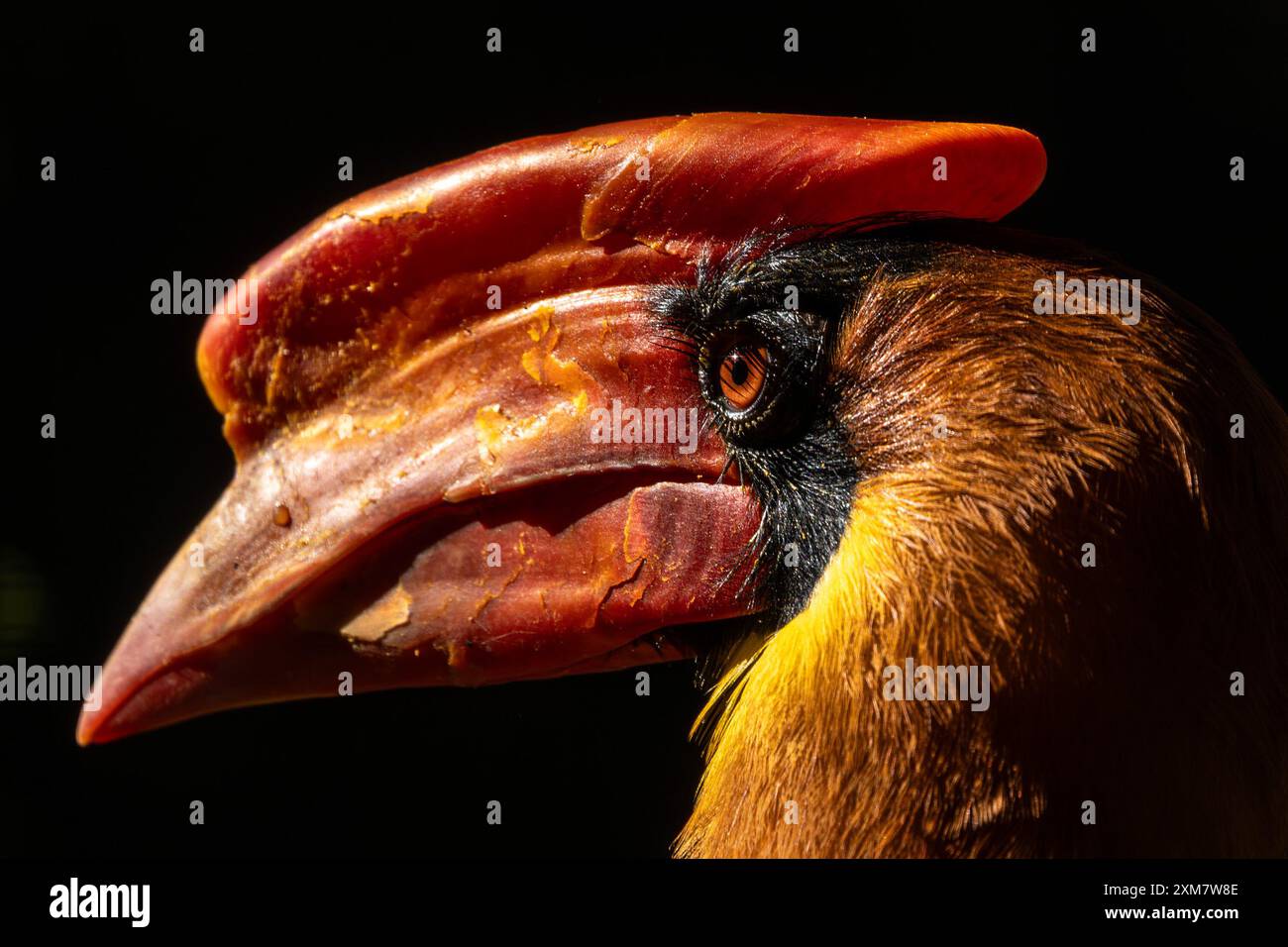 Der Nördliche Rufous-Nashornvogel, der in Südostasien beheimatet ist, hat ein markantes, schwarzes Gefieder. Dieser große Vogel ernährt sich hauptsächlich von Früchten und Insekten Stockfoto