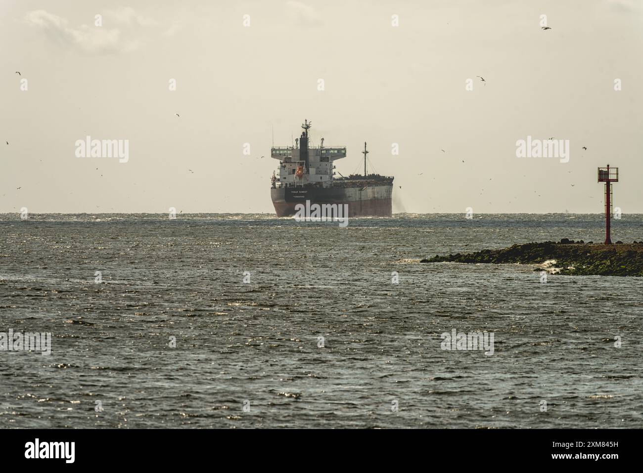 Bulk Carrier fährt aus der Mündung des Nordseekanals, umgeben von Möwen Stockfoto