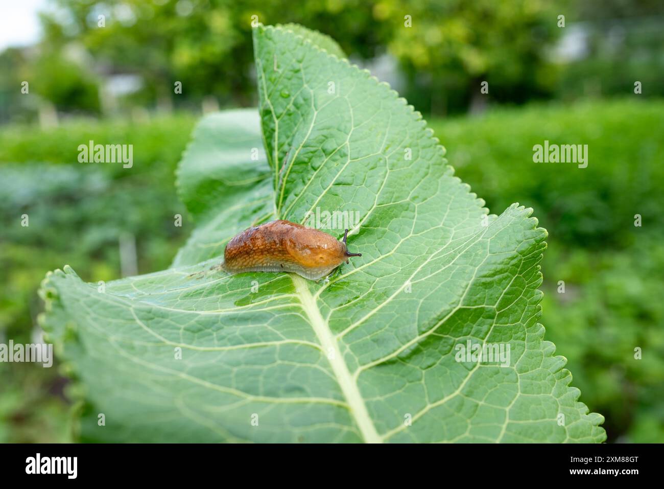 Schnecke, arion vulgaris isst ein Salatblatt im Garten, Schnecken beschädigen Blätter im Gemüsefleck, Schädling auf hausgemachtem Gemüse Stockfoto