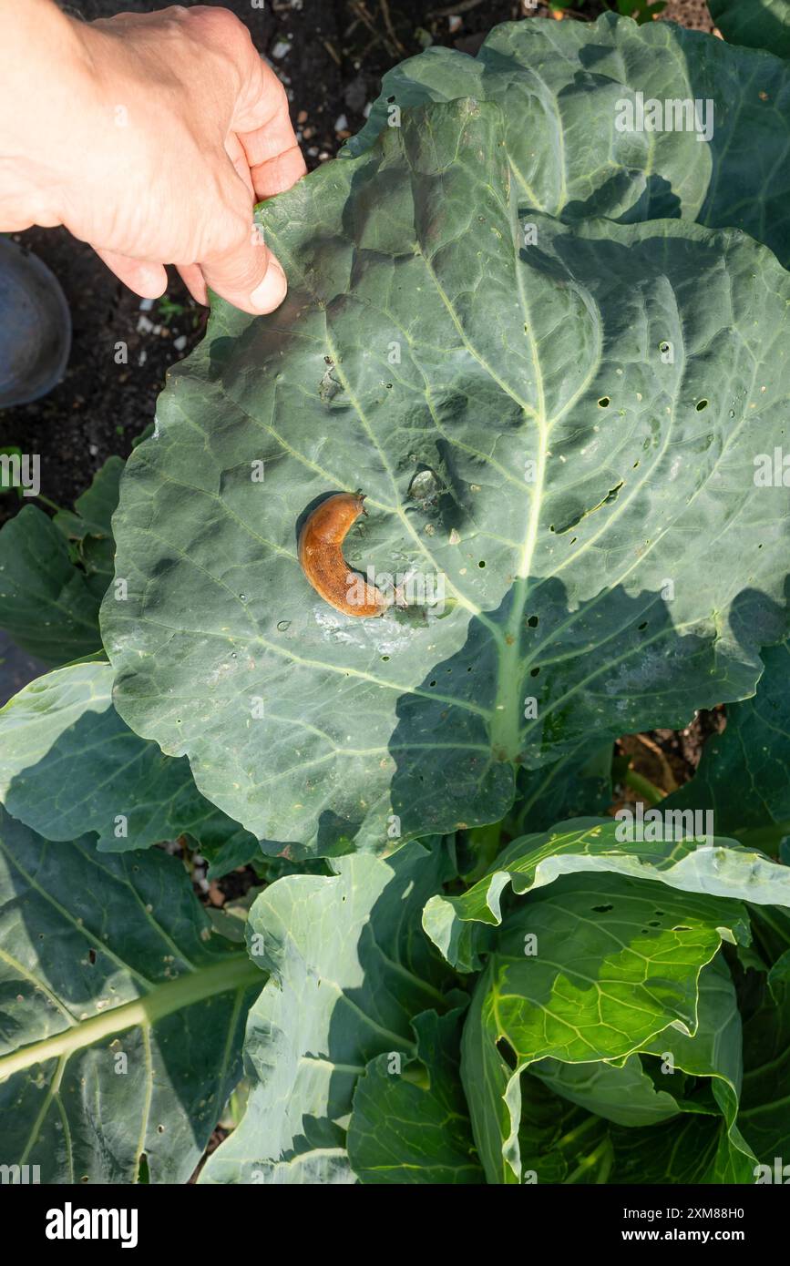 In einer üppigen Gartenumgebung thront eine glänzend braune Schnecke auf einem leuchtend grünen Blatt. Das Blatt zeigt ein natürliches Loch, wodurch eine malerische Makroszene entsteht Stockfoto