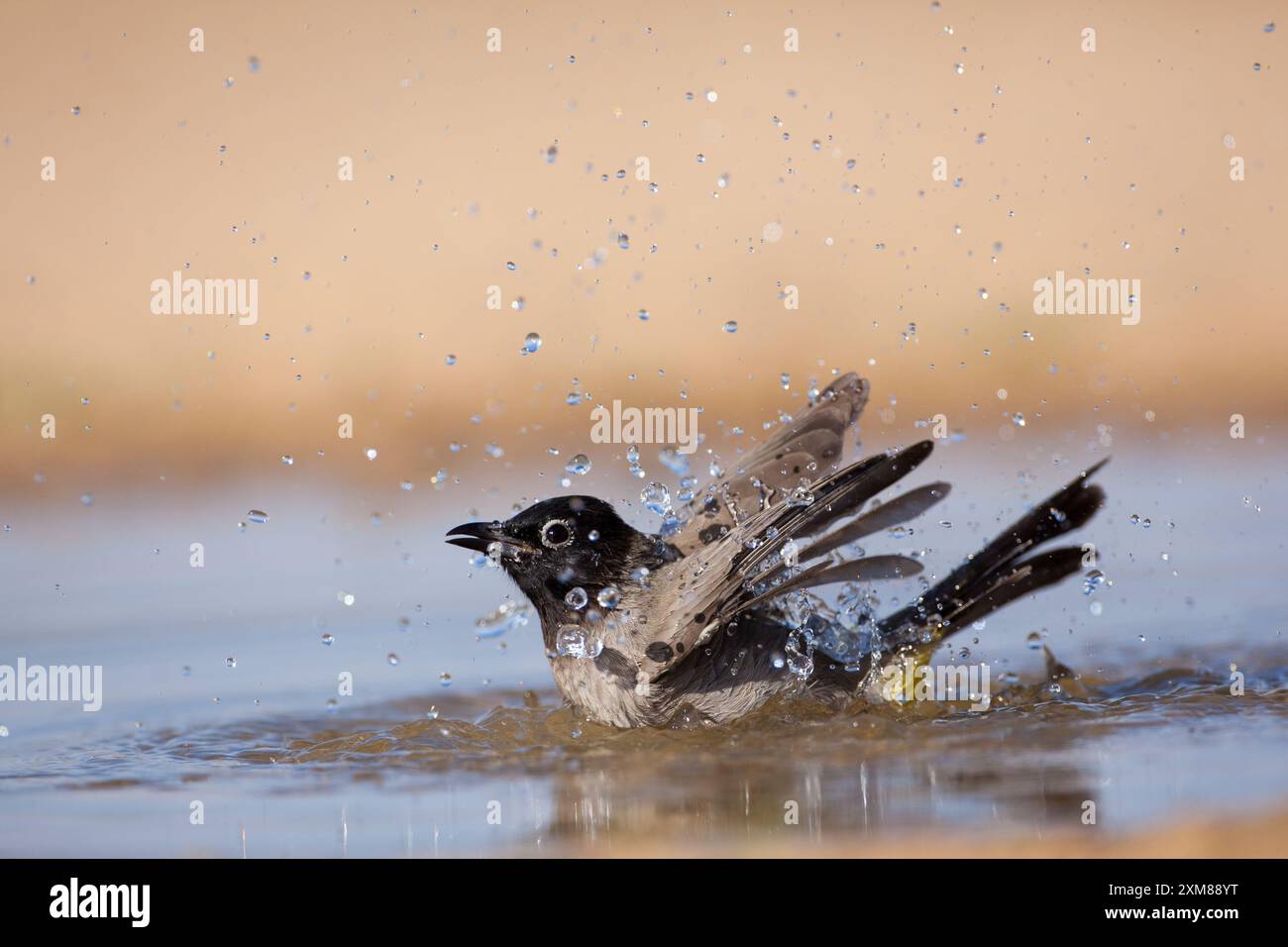 Weißbrille, die in einer Wasserpfütze baden Stockfoto