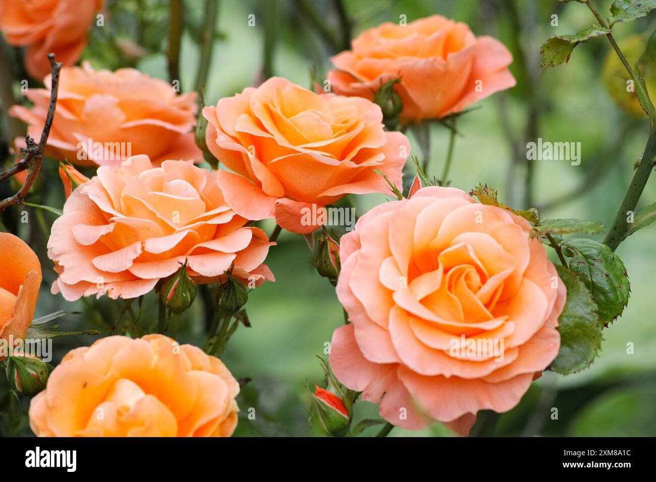 Ein Sträucher mit vielen schönen pfirsichfarbenen Rosen Stockfoto
