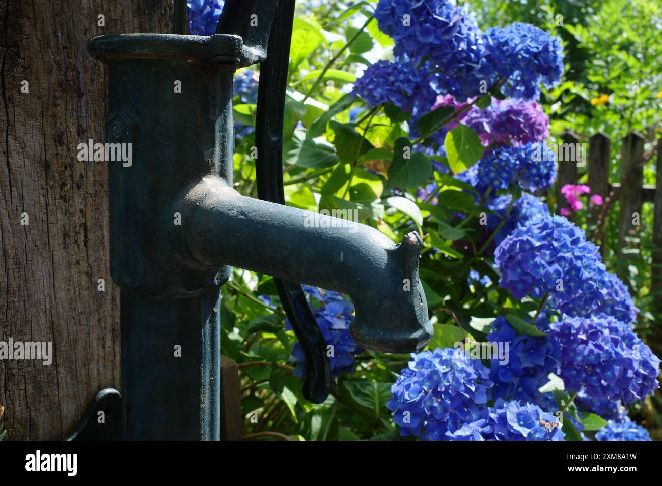 Eine alte Handpumpe mit einem hortensia-Sträucher mit atemberaubenden blauen Blumen im Hintergrund Stockfoto