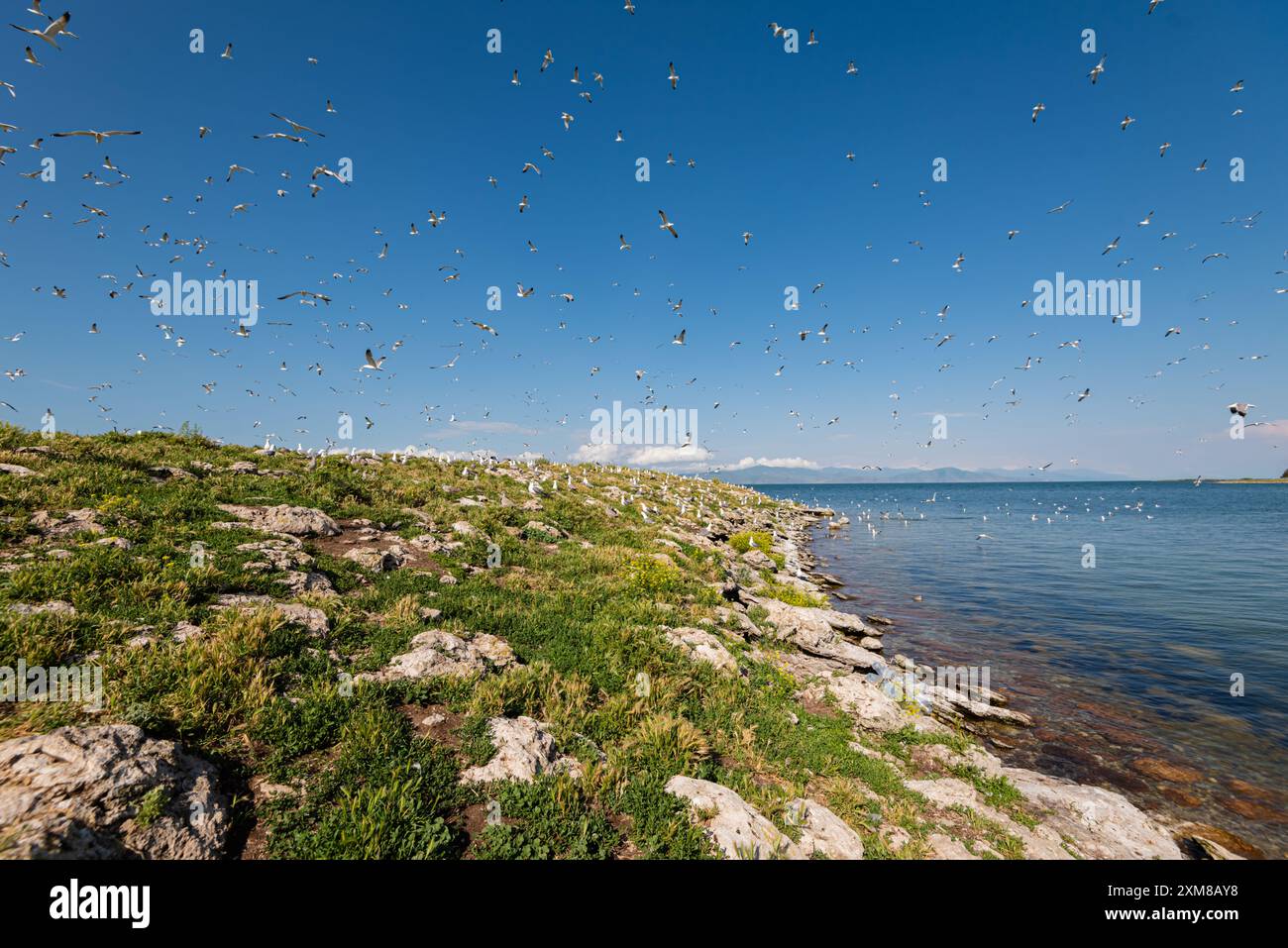 Bird Island. Riesige Anzahl von Vögeln auf dem See Sevan, Armenien. Haus für Vögel. Ein Nistplatz Stockfoto