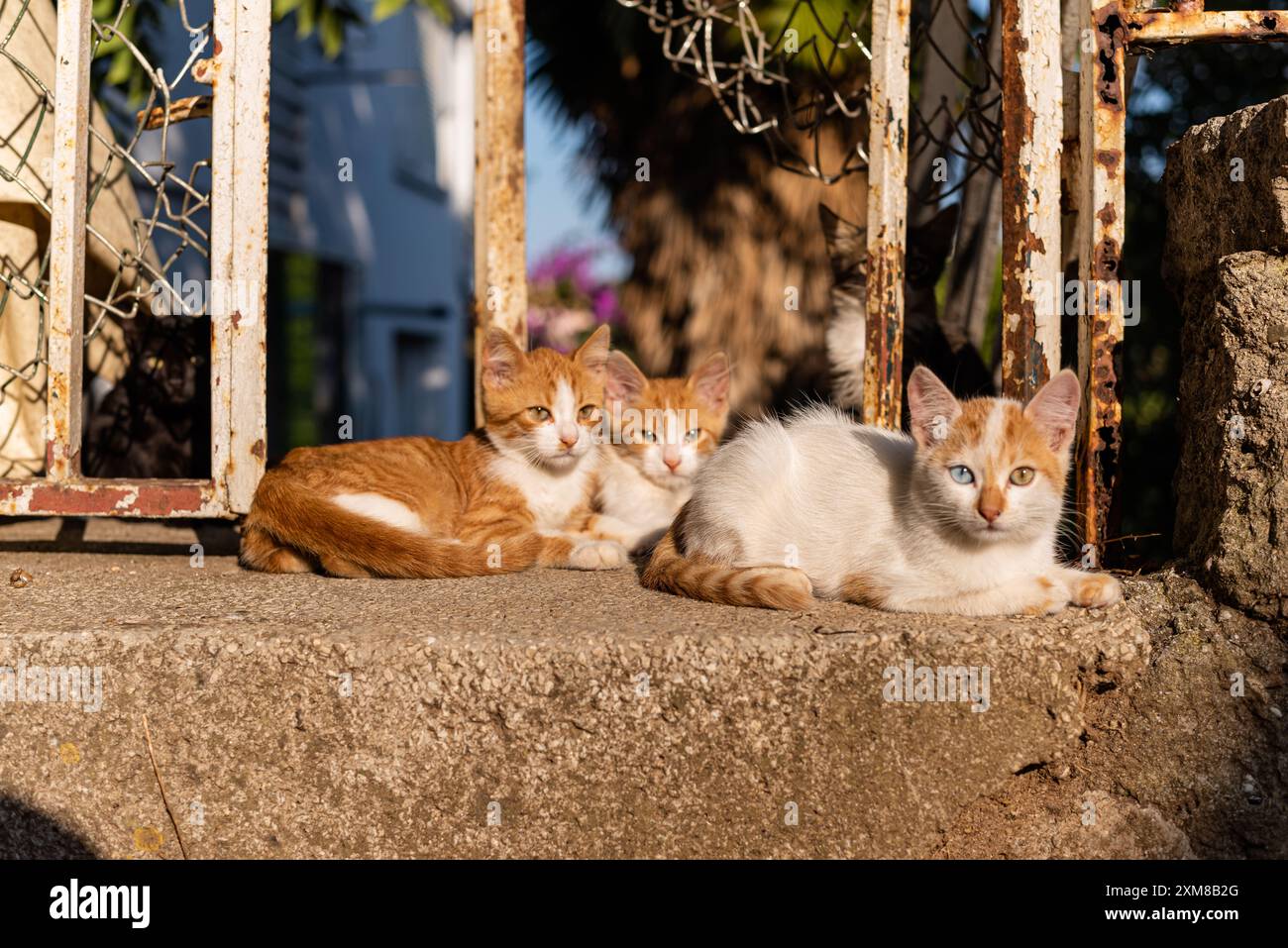 Kleines Kätzchen, rote Katze. Obdachloses Tier. ingwerkatze. Nahaufnahme. Der Maul einer schönen flauschigen Katze. Gelbe Augen sehen zur Seite. Haustiere, o Stockfoto