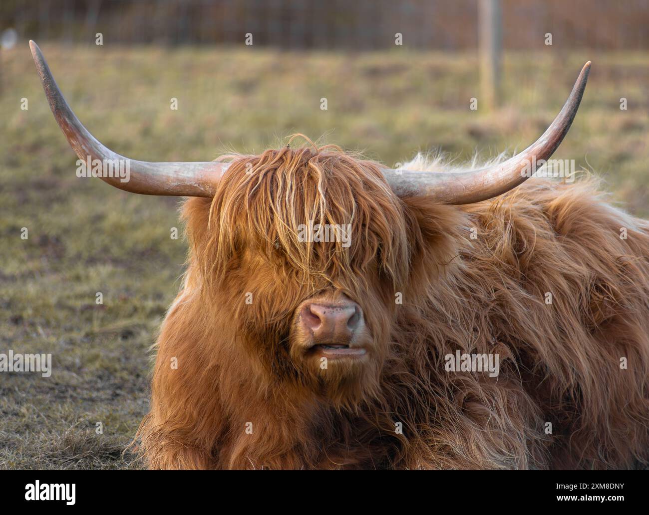 Highland Cow Stockfoto