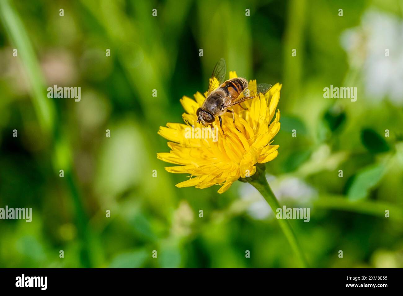 Biene auf einer Blume auf der Wiese Stockfoto