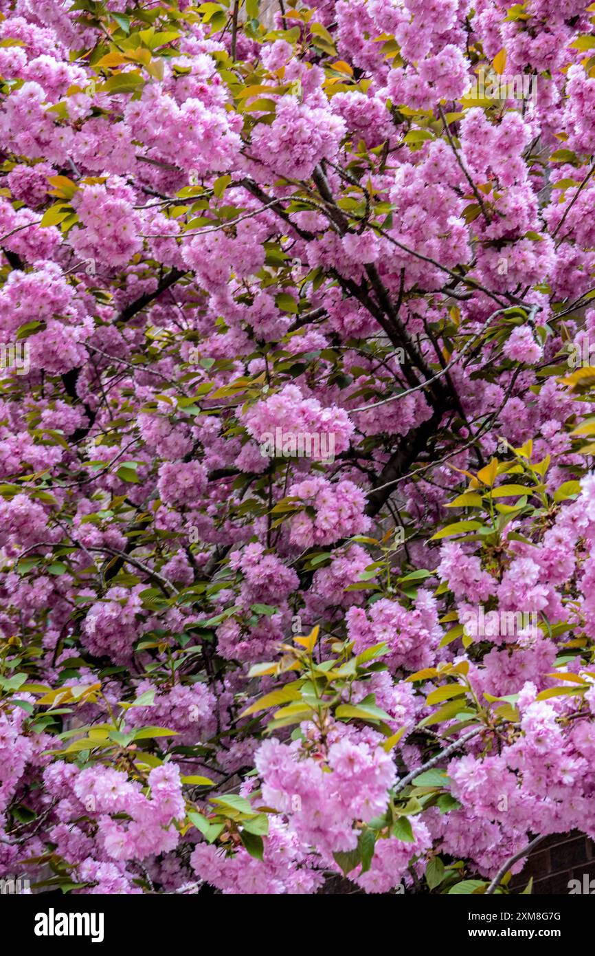 Rosa Kirschblüten im Frühjahr in New York City Stockfoto