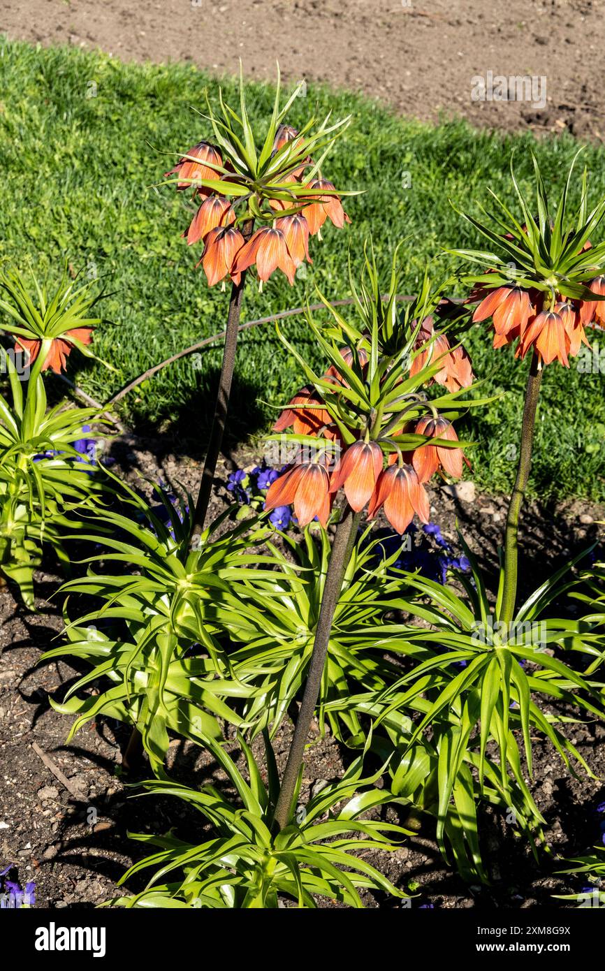Crown Imperial Fritillary, Crown Imperial oder Kaiser's Crown (Fritillaria imperialis) Red Beauty Stockfoto