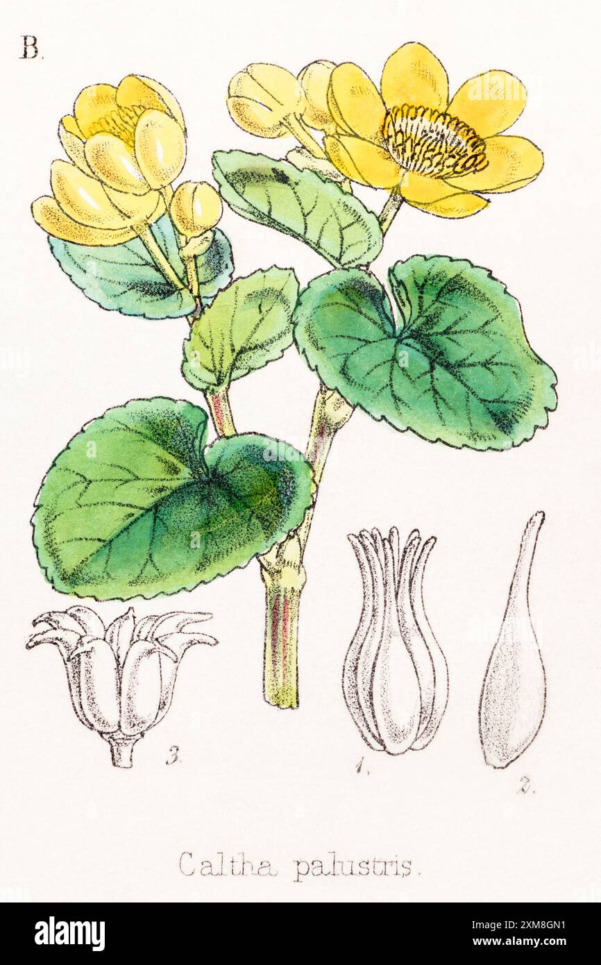 19. Jh. handgetönte botanische Illustration von Caltha palustris / Marsh Marigold in Field Botanists Companion von Thomas Moore [1862]. Heilpflanze Stockfoto