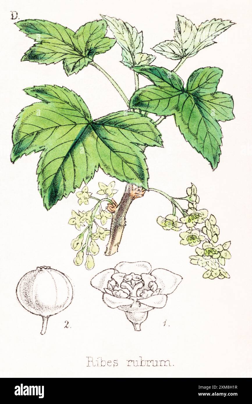 19. Jh. handgetönte botanische Illustration von Ribes rubrum / Rote Johannisbeere in Field Botaniker's Companion von Thomas Moore [1862]. Heilpflanze Stockfoto