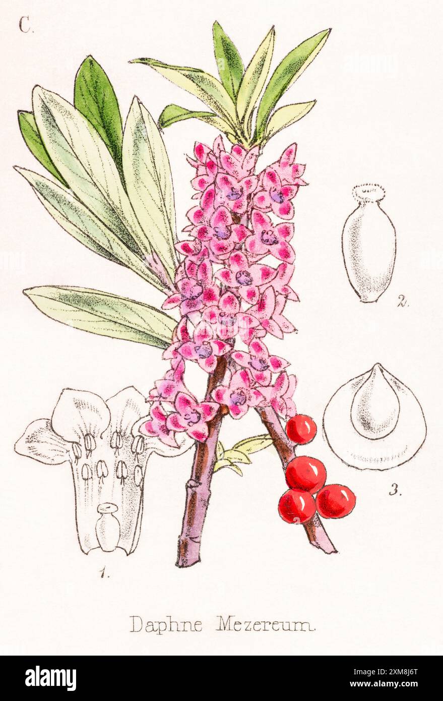19. Jh. handgetönte botanische Illustration von Daphne mezereum / Mezereon in Field Botanician's Companion von Thomas Moore [1862]. Heilpflanze Stockfoto