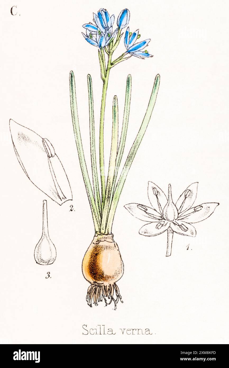 19. Jh. handgetönte botanische Illustration der Scilla Verna / Spring Squill in Field Botanist's Companion von Thomas Moore [1862]. Möglicherweise medizinisch Stockfoto
