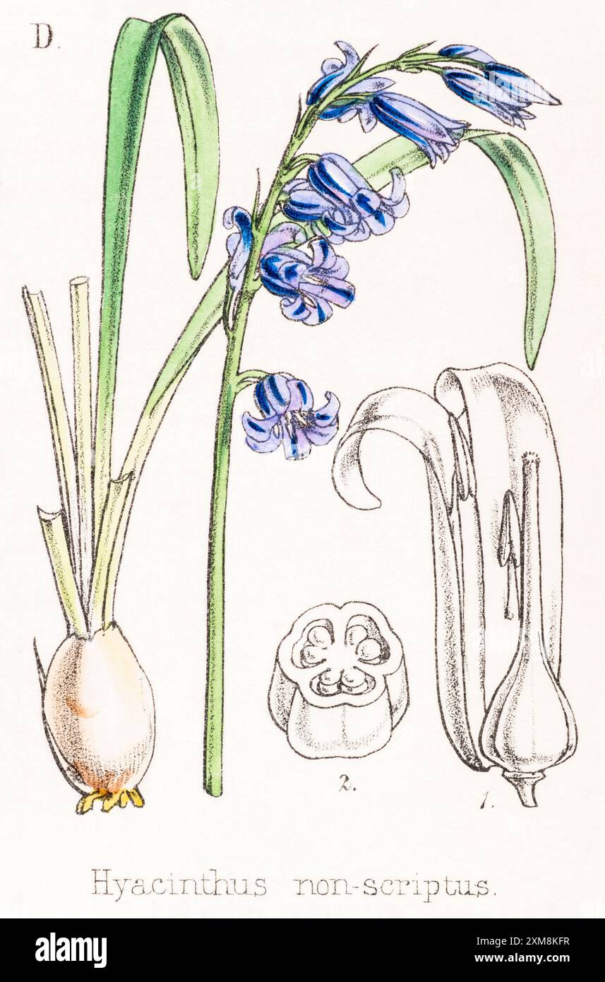19. Jh. handgetönte botanische Illustration von Hyascinthus non-scriptus / Bluebell in Field Botanician's Companion, Thomas Moore [1862]. Heilpflanze Stockfoto