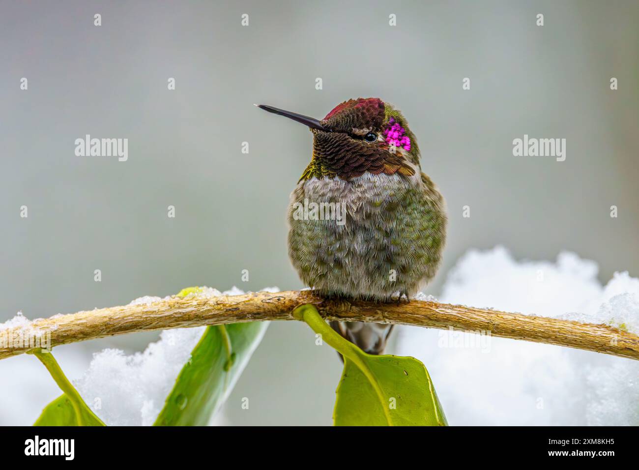 Ein überwinterender Anna's Kolibri (Calypte anna), der auf einem Ast im Schnee thront. Stockfoto