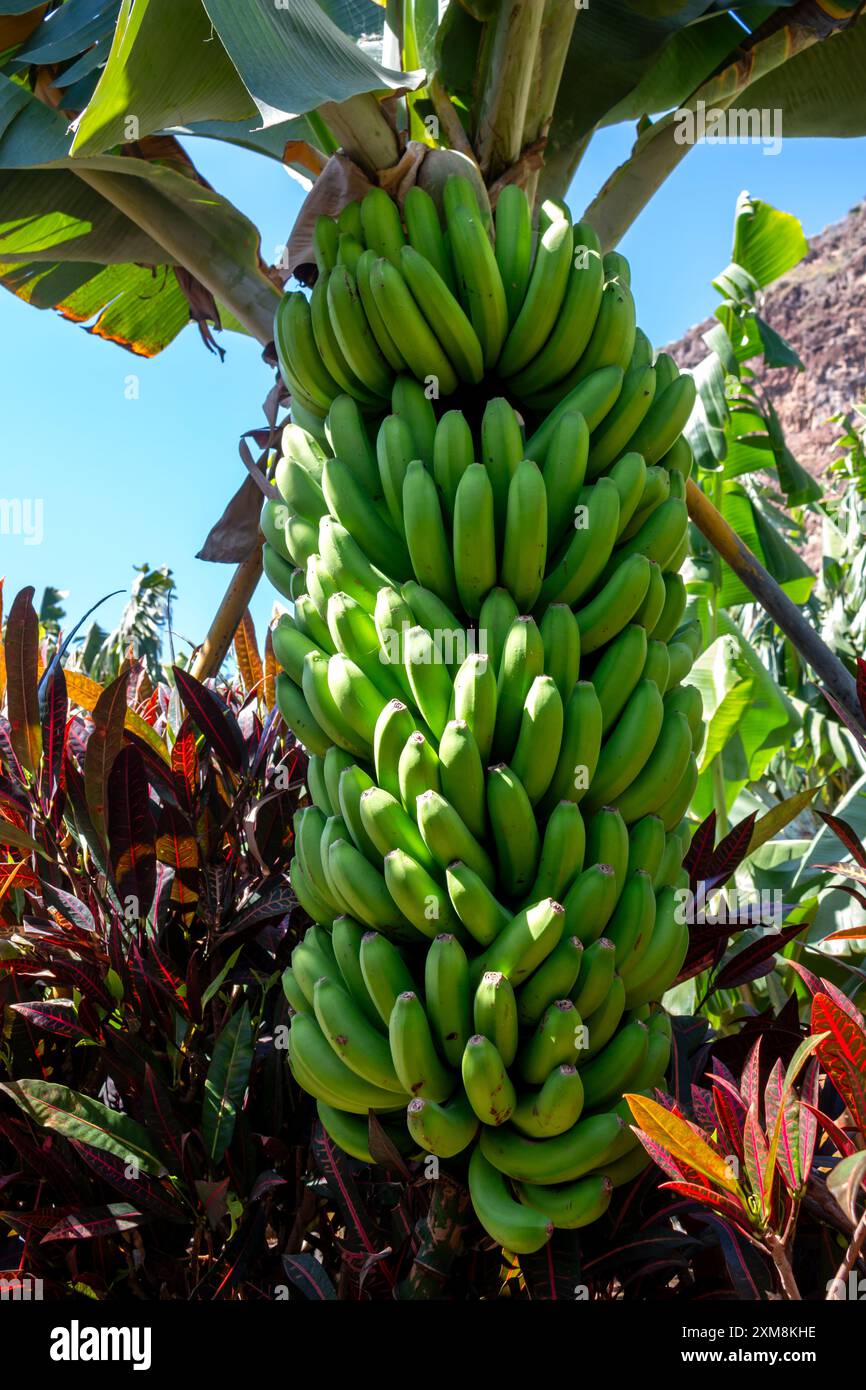 Banane auf einem Baum, der immer noch in einem der Gärten der Banana Route wächst. Besondere lokale Auswahl an kleinen süßen Früchten. Madalena do Mar, Madeira, Stockfoto