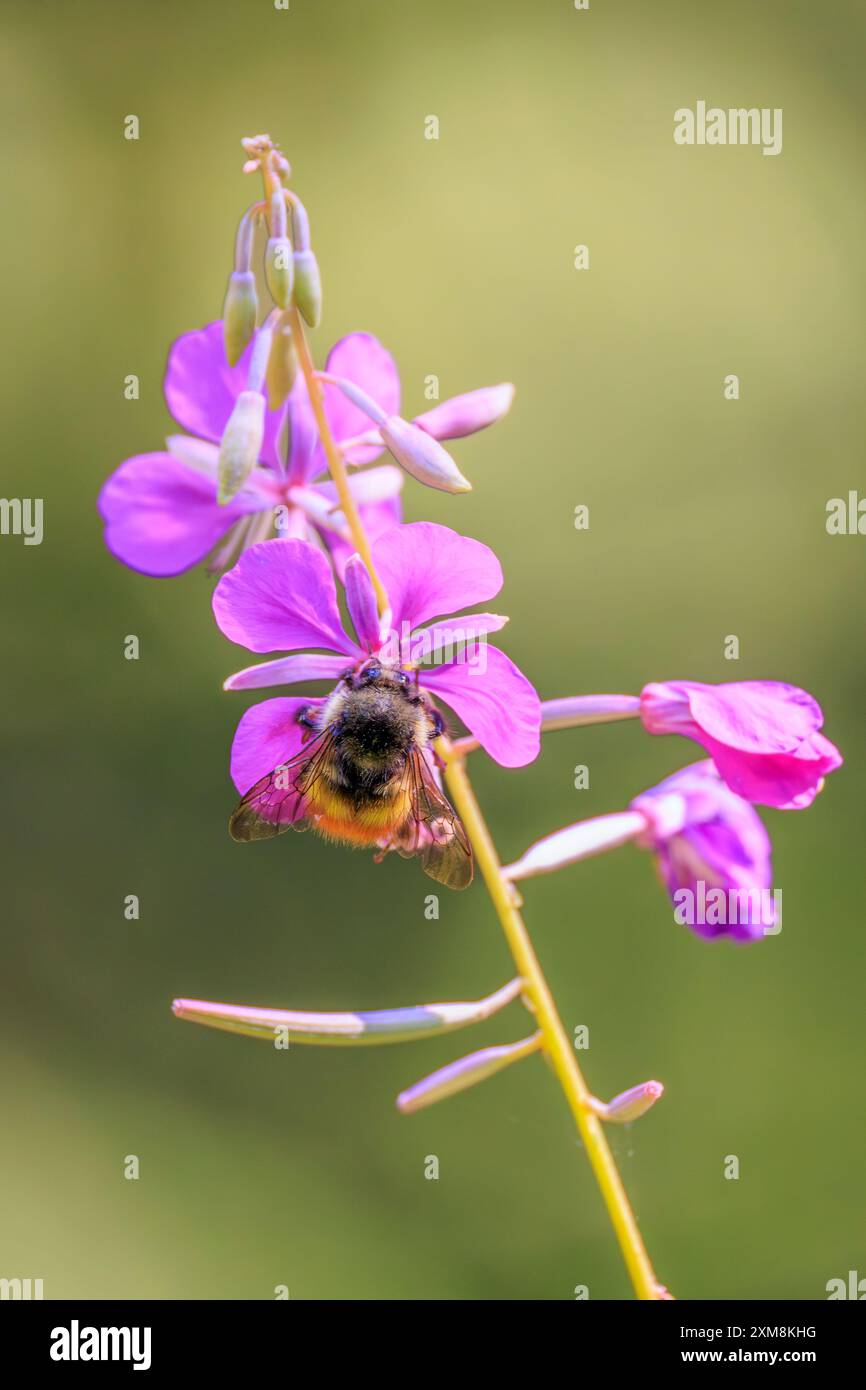 Eine Honigbiene, die Pollen einer blühenden feuerweed-Pflanze (Chamaenerion angustifolium) sammelt Stockfoto