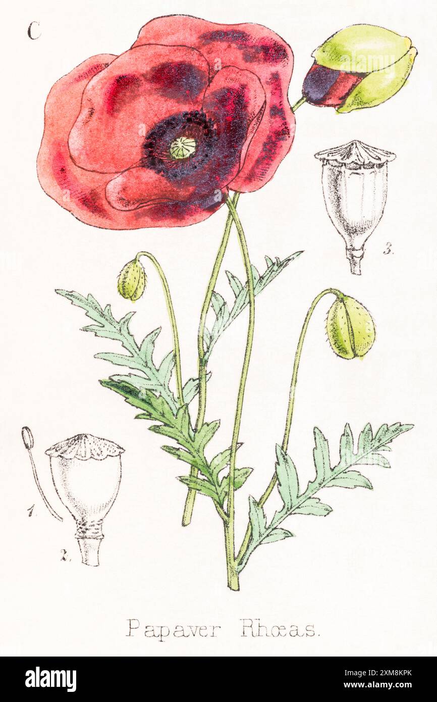 19. Jh. handgetönte botanische Illustration von Papaver Rhoeas / Red Corn Poppy in Field Botaniker's Companion von Thomas Moore [1862]. Heilpflanze Stockfoto