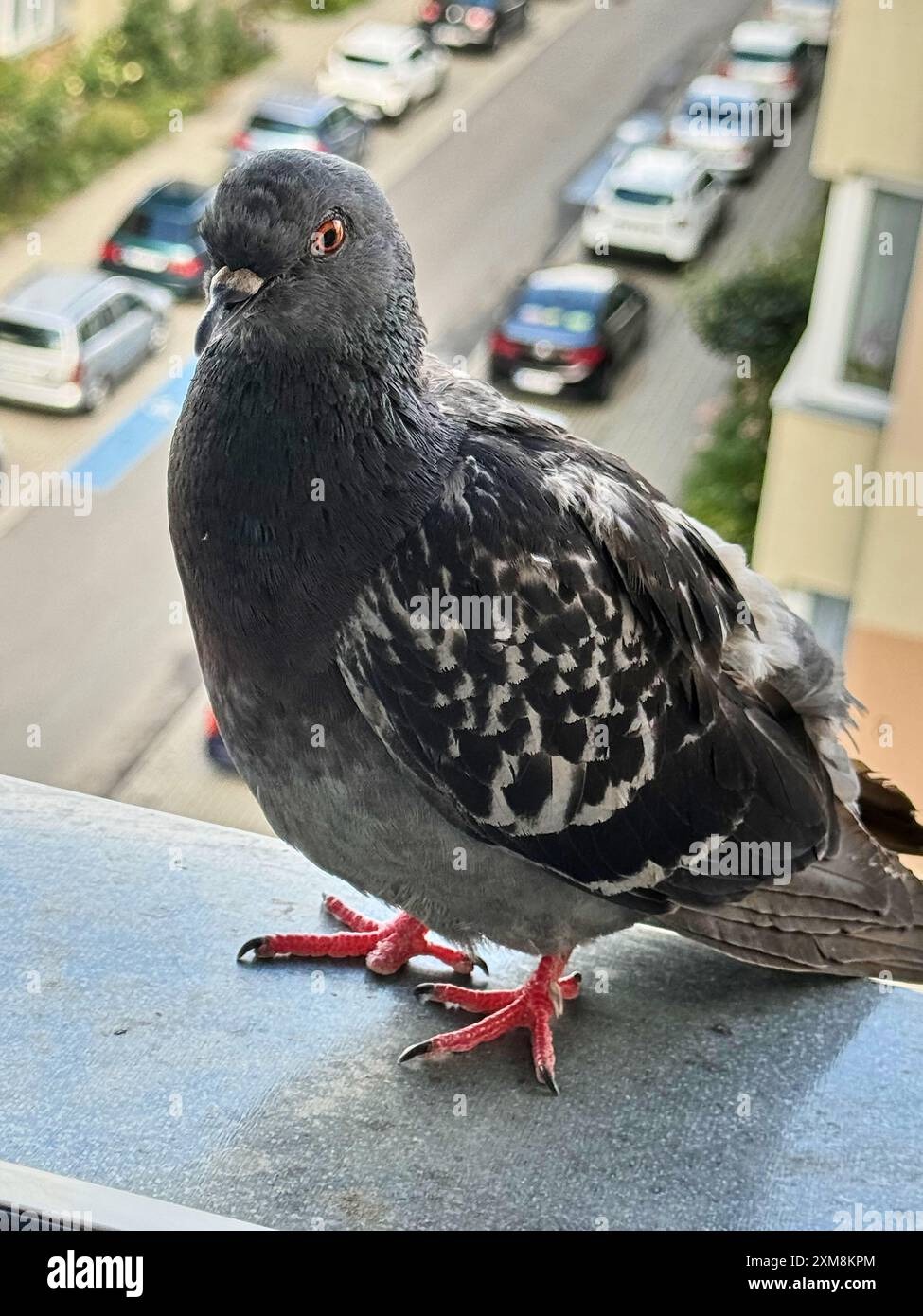 Nahaufnahme einer Taube auf einem Balkon mit einer Stadtstraße im Hintergrund Stockfoto