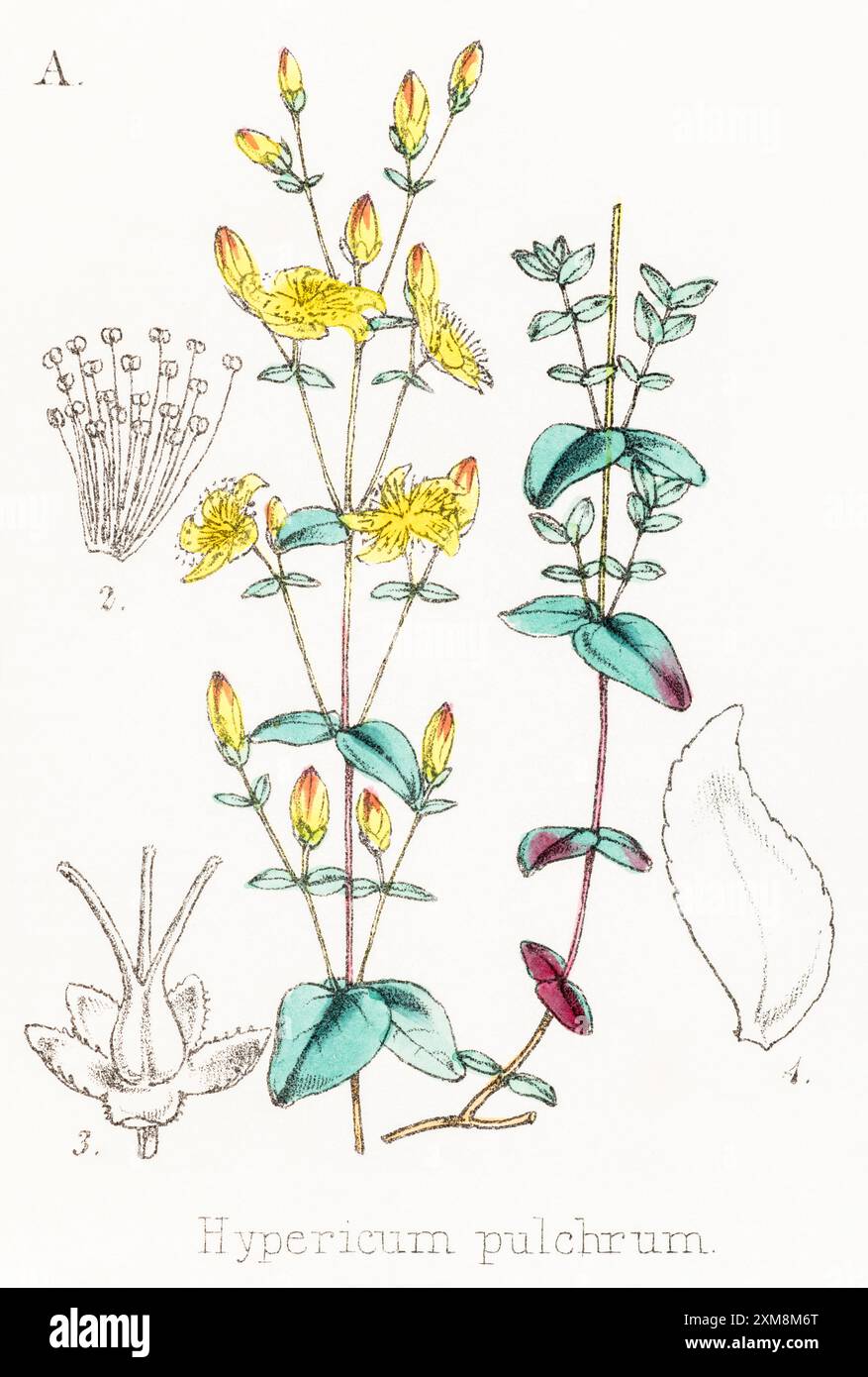 19. Jh. handgetönte botanische Illustration von Hypericum pulchrum / Slender St Johns Wort in Field Botanician's Companion von Thomas Moore [1862]. Stockfoto