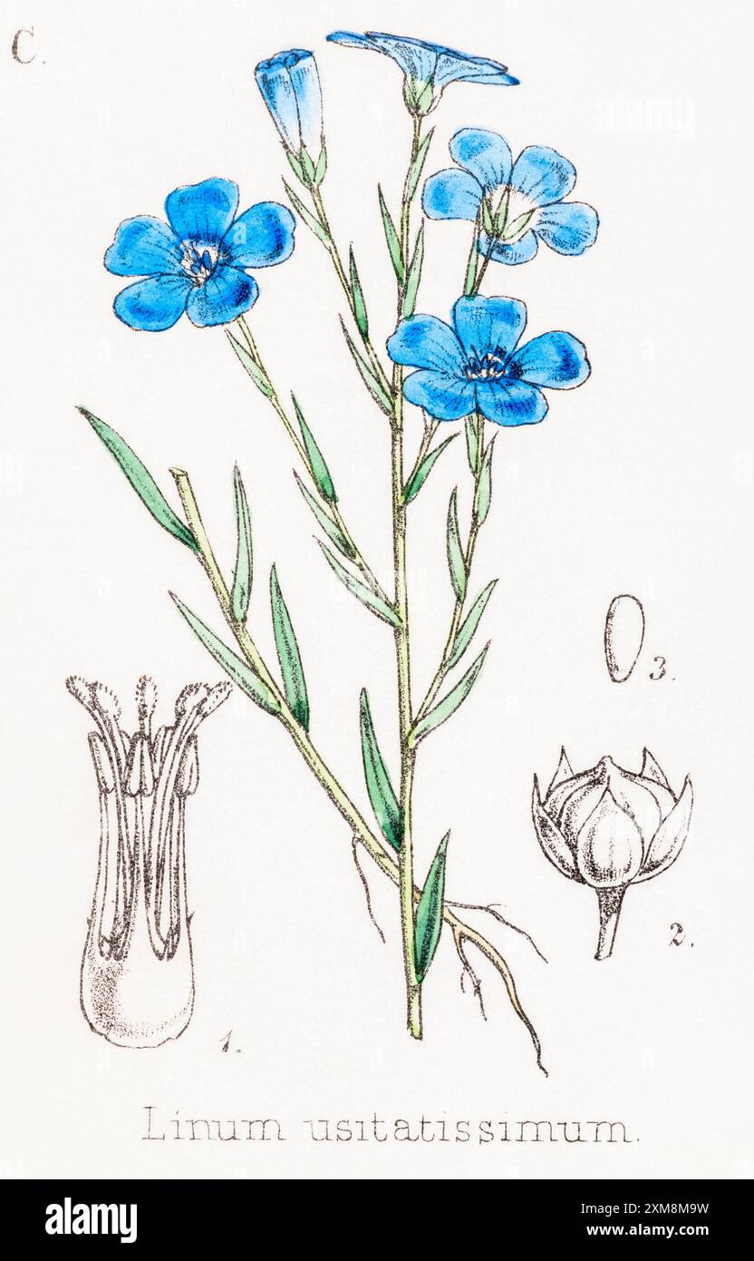 19. Jh. handgetönte botanische Illustration von Linum usitatissimum / Flachs in Field Botanician's Companion von Thomas Moore [1862]. Heilpflanze Stockfoto