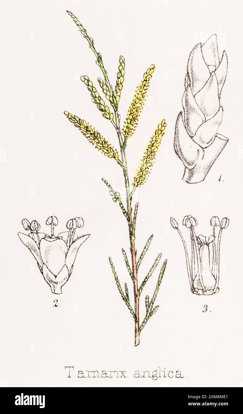 19. Jh. handgetönte botanische Illustration von Tamarix anglica, T. gallica / Tamarisk in Field Botanion's Companion, Thomas Moore [1862]. Medic. Anlage Stockfoto