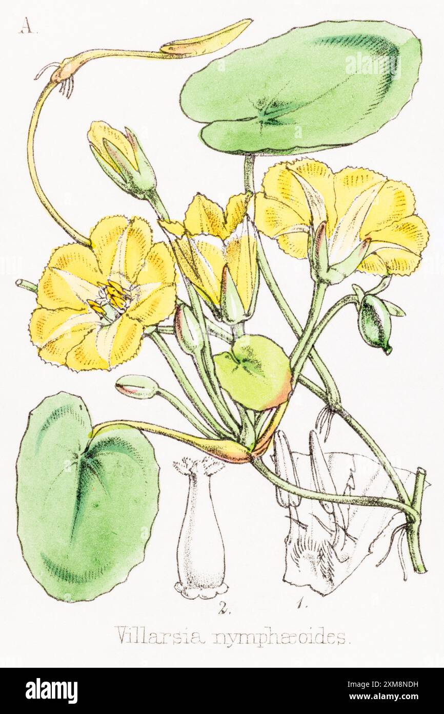19. Jh. handgetönte botanische Illustration von Villarsia nymphaeoides = Nymphoides peltata in Field Botaniker's Companion von Thomas Moore [1862]. Mittel- Stockfoto