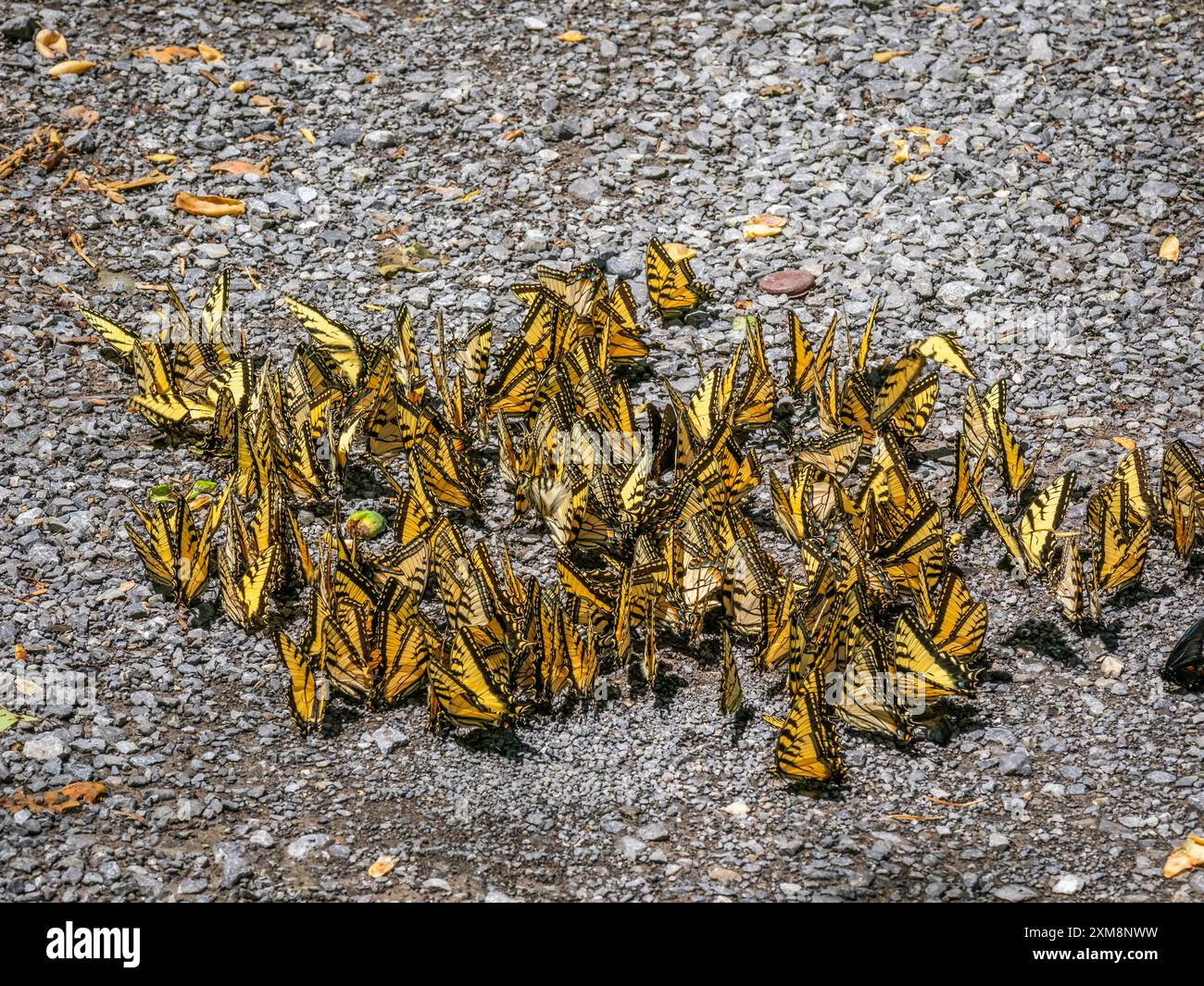 Osttigerschwalbenschwanzfalter in einer Gruppe am Boden Stockfoto