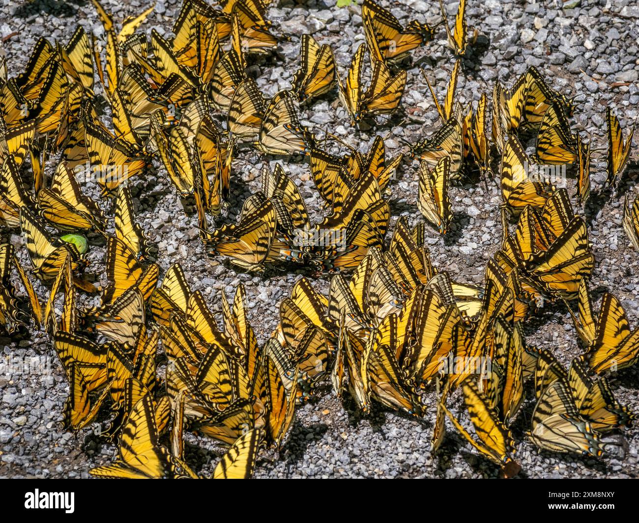 Osttigerschwalbenschwanzfalter in einer Gruppe am Boden Stockfoto