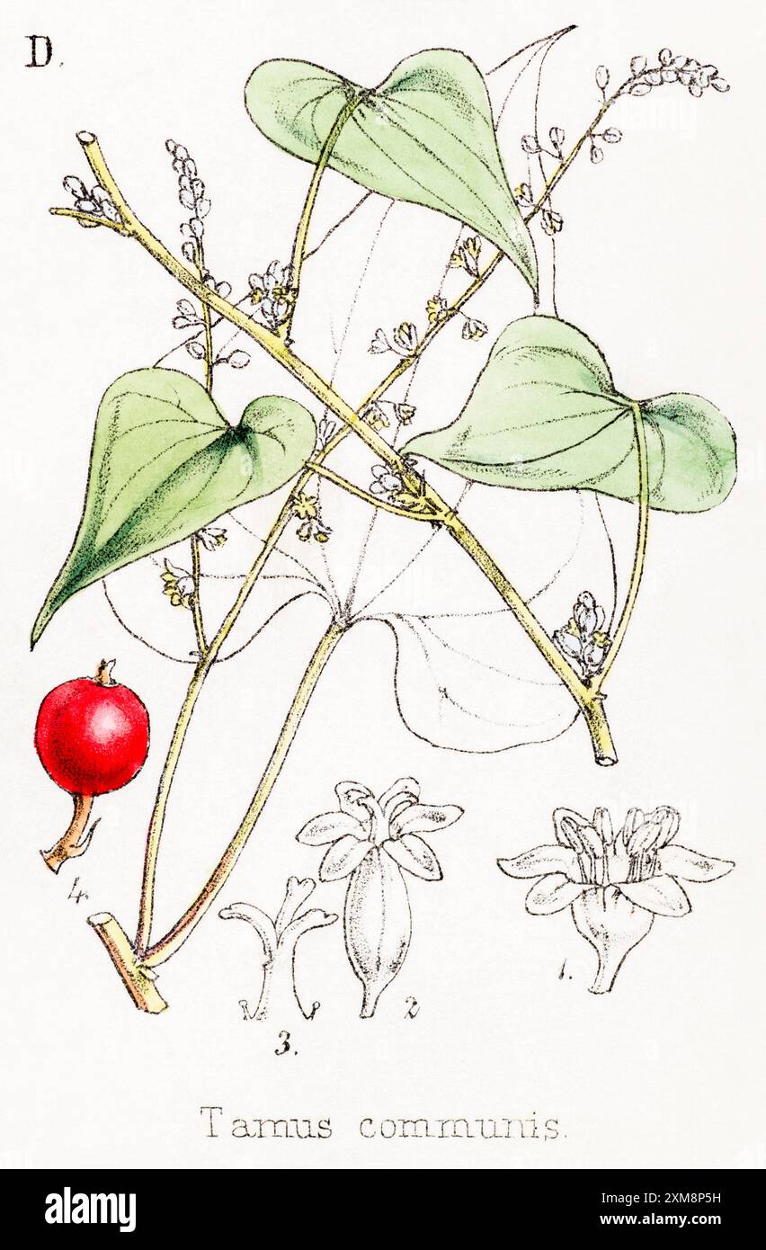 19. Jh. handgetönte botanische Illustration von Tamus communis / Black Bryony in Field Botanists Companion von Thomas Moore [1862]. Heilpflanze Stockfoto