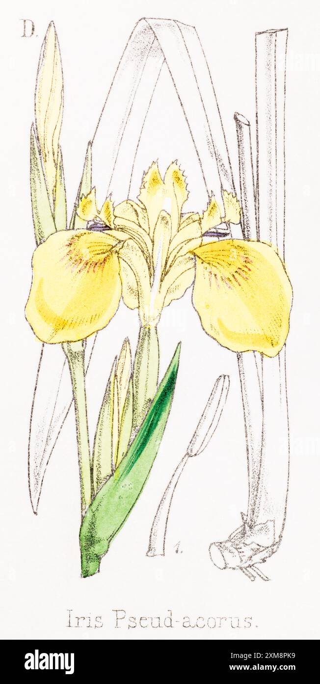 19. Jahrhundert handgetönte botanische Illustration von Iris pseuo-acorus / gelbe Flagge in Field Botanist's Companion von Thomas Moore [1862]. Heilpflanze Stockfoto