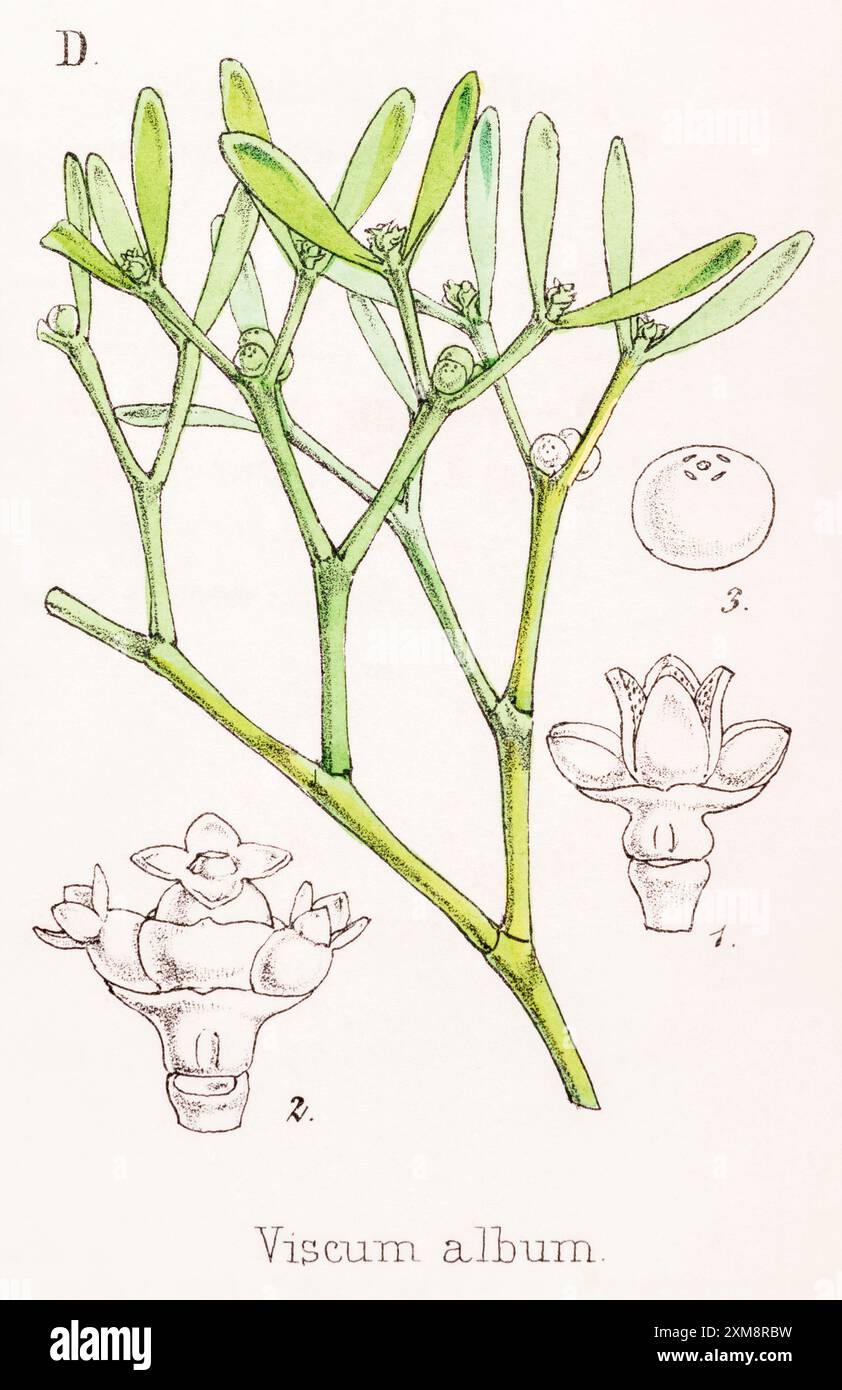 19. Jahrhundert handgetönte botanische Illustration von Viscum Album / Mistletoe in Field Botanists Companion von Thomas Moore [1862]. Heilpflanze. Stockfoto