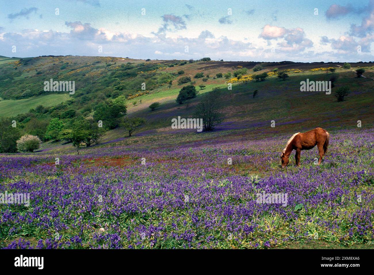 Wilde Ponys, die in Blauglockenteppichen auf alten Wäldern weiden, St Boniface Down, Ventnor, Isle of Wight, Hampshire, England Stockfoto