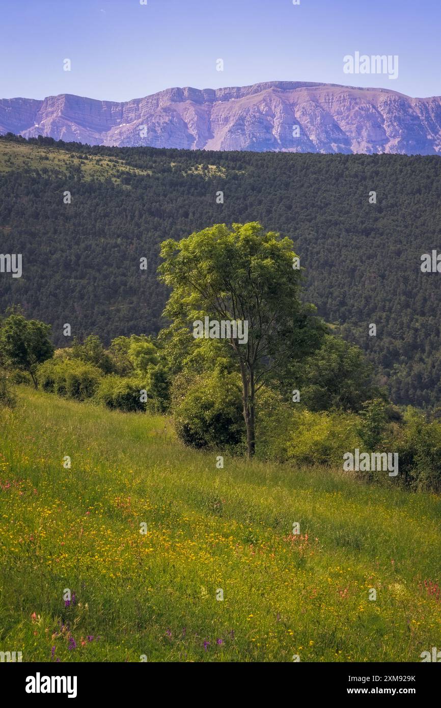 Malerische Landschaft mit dem Cadi-Gebirge, von La Cerdanya aus gesehen, Katalonien. Eine malerische Szene mit üppigem Grün und der natürlichen Schönheit Stockfoto