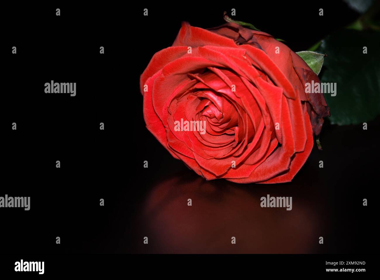 Einzelne rote Rose aus der Ecke eines schwarzen Hintergrunds Stockfoto