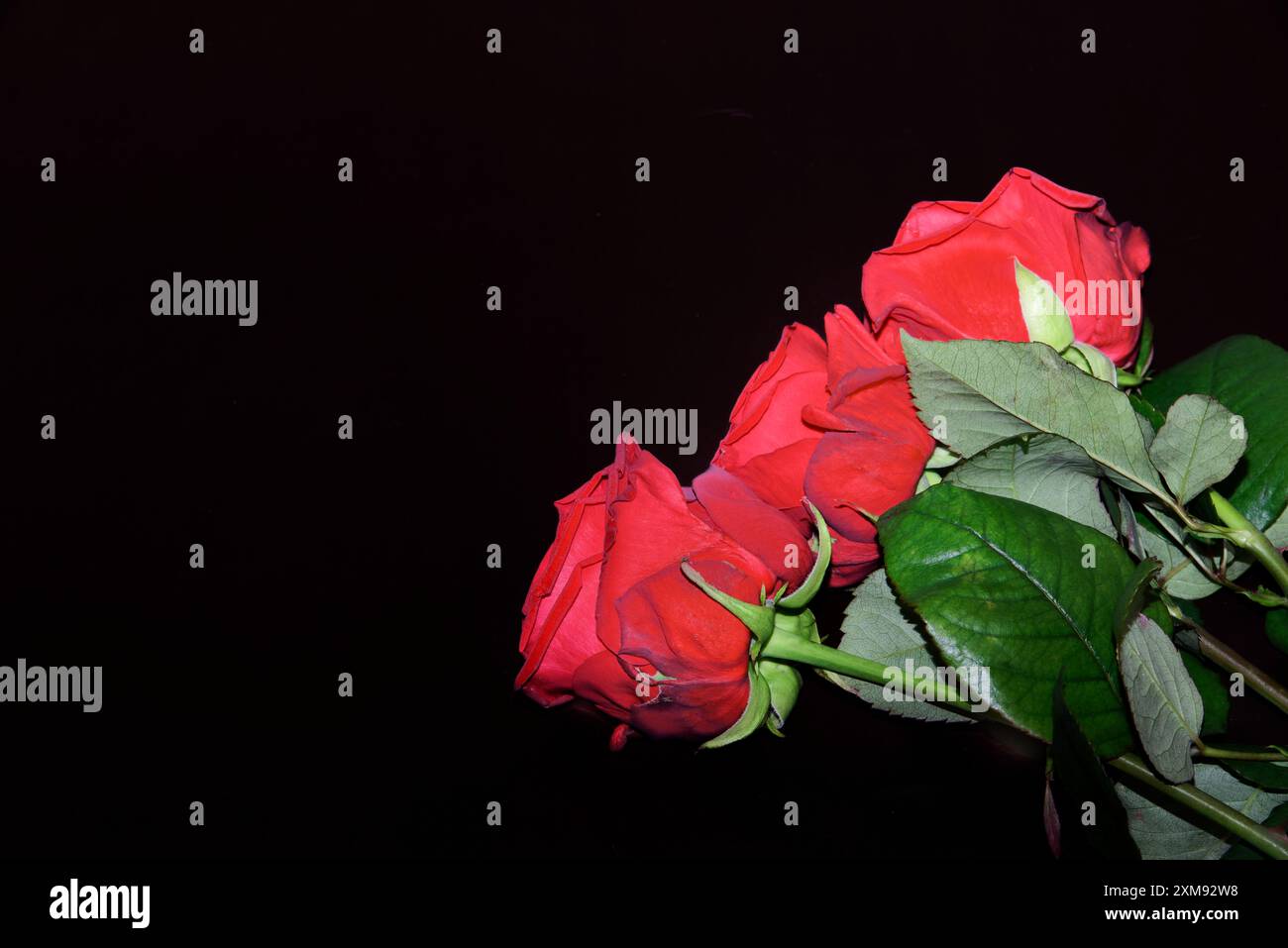 Nahaufnahme von drei roten Rosen auf schwarzem Hintergrund Stockfoto
