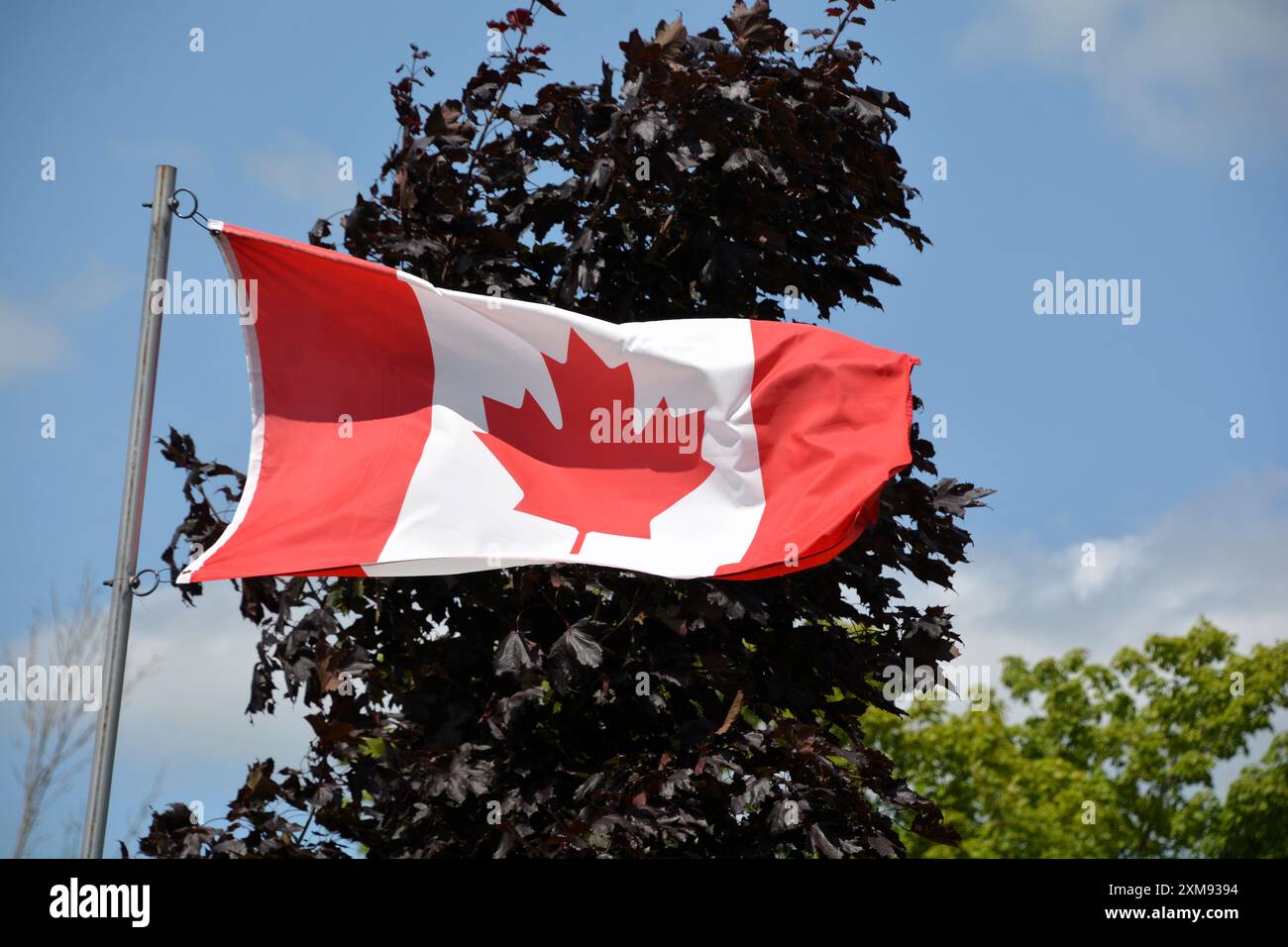 Die Nationalflagge Kanadas fliegt an einem schönen Sommertag mit blauem Himmel mit weißen Wolken und roten Ahornblättern an einem Fahnenmast hoch. Stockfoto