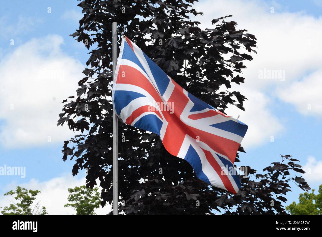 Die Nationalflagge des Vereinigten Königreichs fliegt an einem schönen Sommertag mit blauem Himmel, weißen Wolken und rotem Ahornbaum an einem Fahnenmast hoch. Stockfoto