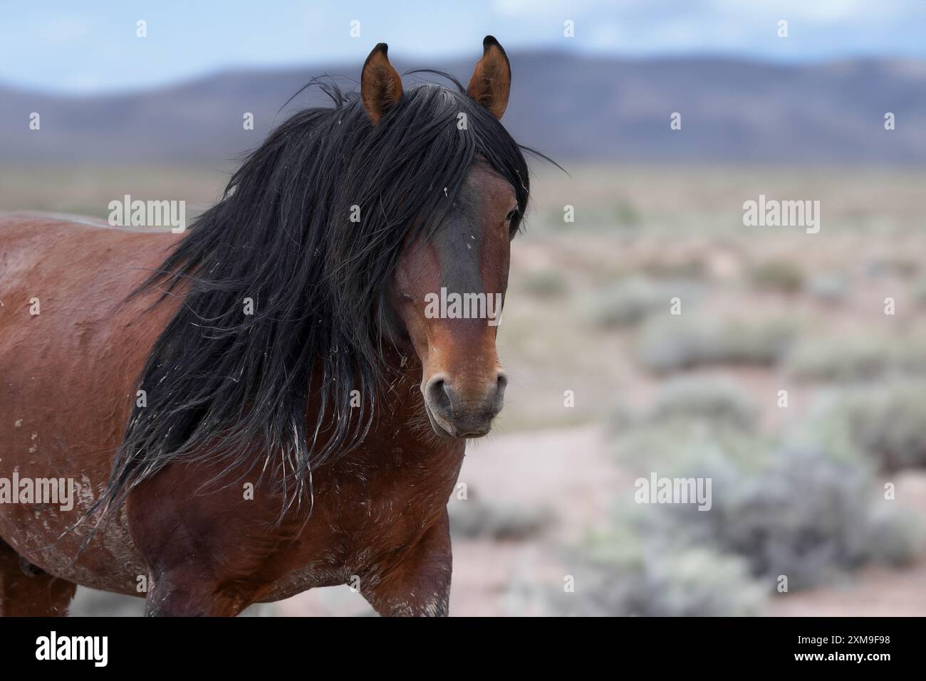 Die Wildpferdeherde des Onaqui Mountain hat eine leichte bis mittelschwere Struktur und ist in Farben wie Sauerampfer, roan, Buchleder, Schwarz, Palomino, und grau. Stockfoto