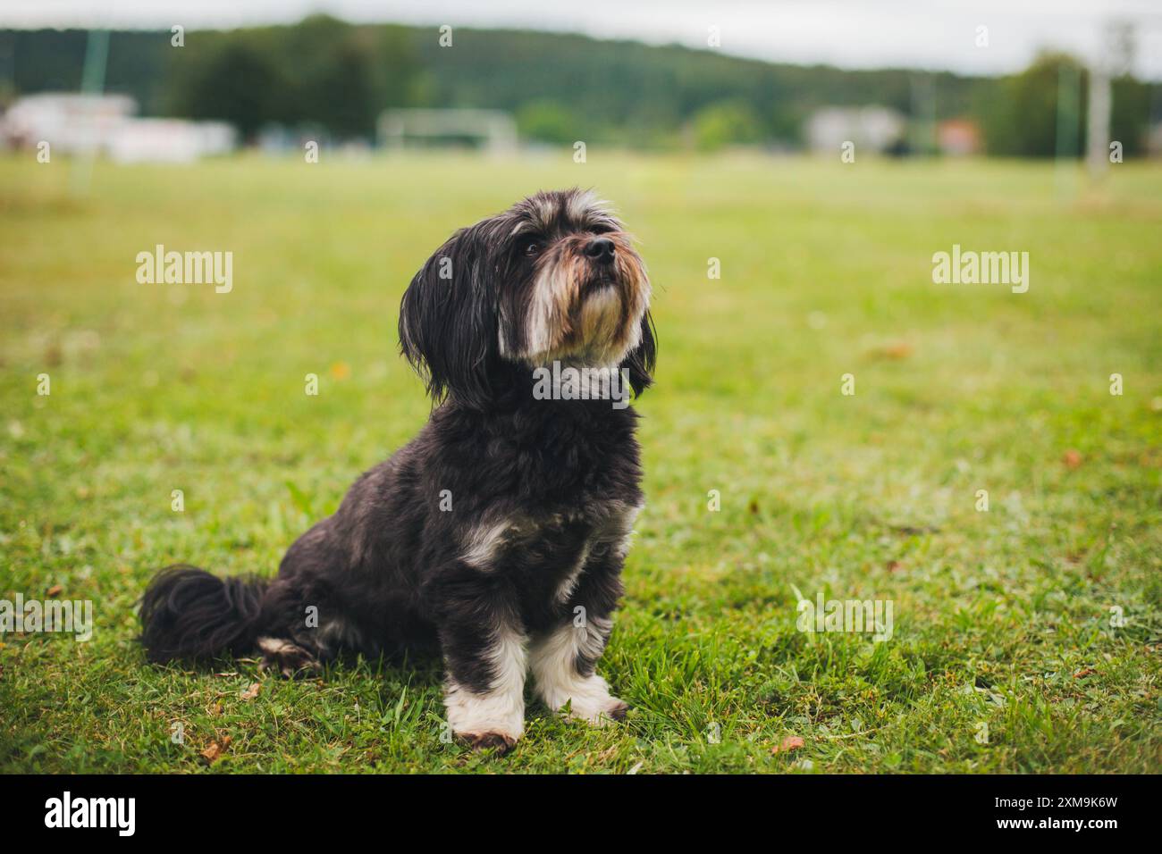 Havaneser hunde Stockfoto