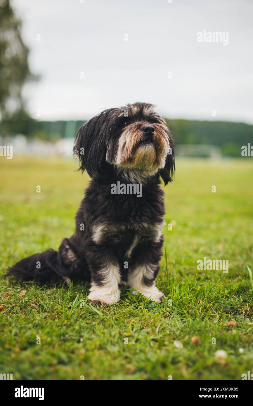 Havaneser hunde Stockfoto
