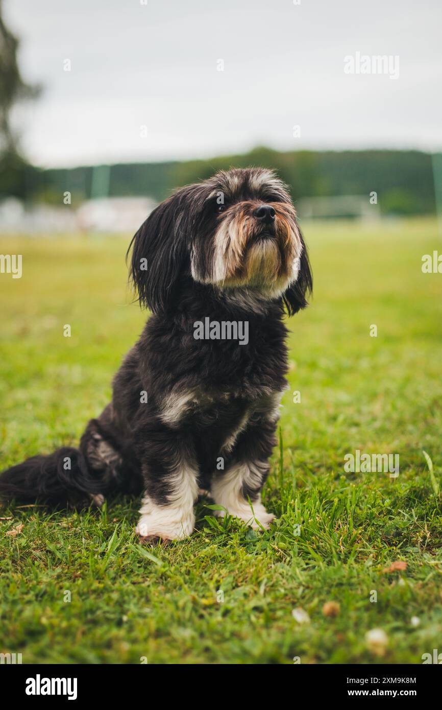 Havaneser hunde Stockfoto