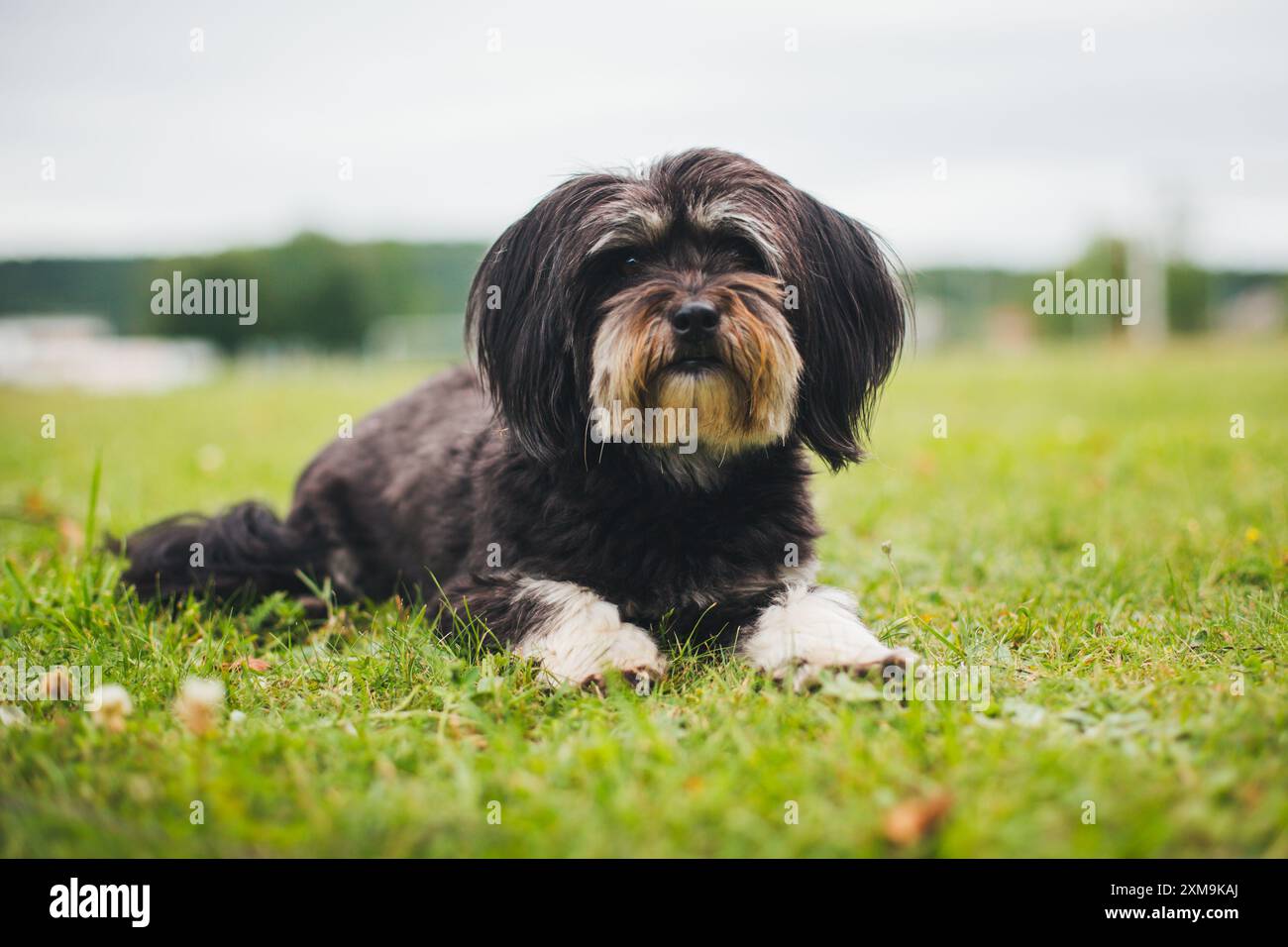 Havaneser hunde Stockfoto