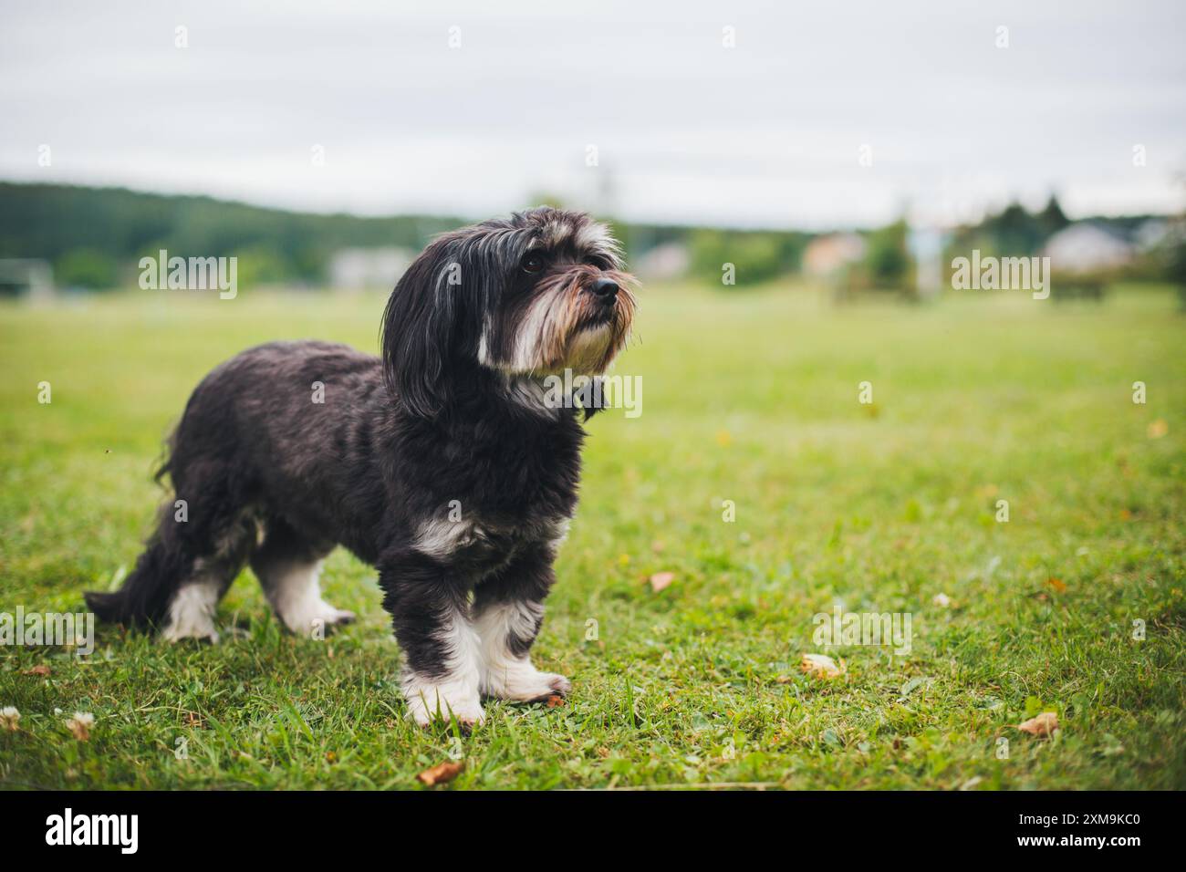 Havaneser hunde Stockfoto