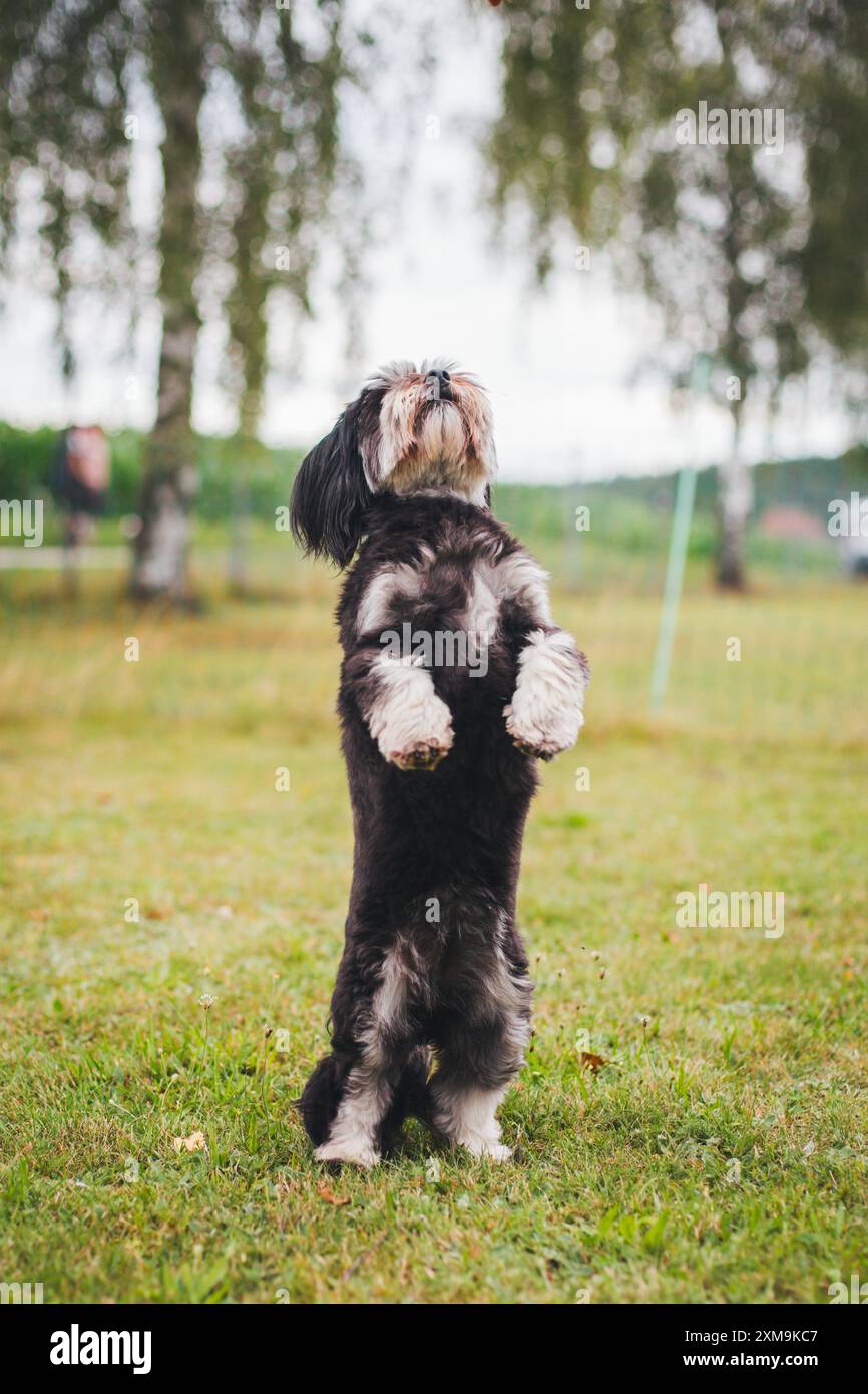 Havaneser hunde Stockfoto